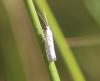 Yponomeuta sp.